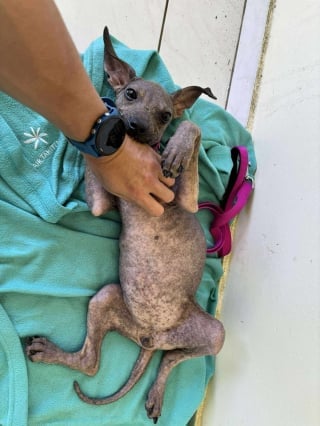 Illustration de l'article : Abandonné à 4 mois, un chiot croise des gendarmes au restaurant et devient la mascotte de leur brigade