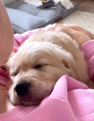 Illustration de l'article : Victime d’un AVC, elle vacille à plusieurs reprises, mais son chien l’empêche de s’endormir et lui sauve la vie 