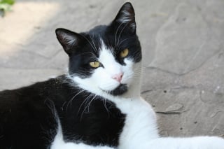 Illustration de l'article : "Elle l’a jeté parce qu’il avait des puces", une femme est, malgré elle, témoin d’une scène d’abandon cruelle d'un chat et intervient immédiatement 