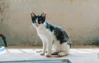 Illustration de l'article : "Elle l’a jeté parce qu’il avait des puces", une femme est, malgré elle, témoin d’une scène d’abandon cruelle d'un chat et intervient immédiatement 