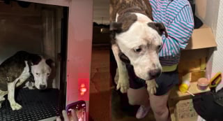 Illustration de l'article : Nouvelles réconfortantes au sujet de Dubz, chien condamné à souffrir en silence mais désormais entre de bonnes mains