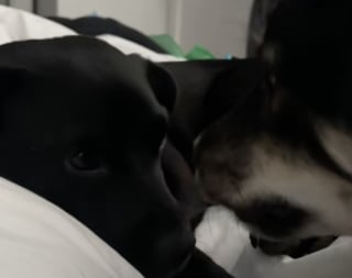 Illustration de l'article : Une chienne connue pour sa nervosité devient le soutien inattendu d’une pensionnaire traumatisée (vidéo)