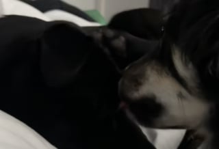 Illustration de l'article : Une chienne connue pour sa nervosité devient le soutien inattendu d’une pensionnaire traumatisée (vidéo)