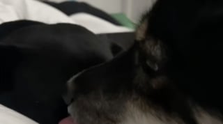 Illustration de l'article : Une chienne connue pour sa nervosité devient le soutien inattendu d’une pensionnaire traumatisée (vidéo)