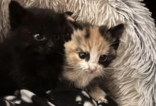 Illustration de l'article : Cette Shih-Tzu refuse de rentrer après sa promenade, sa maîtresse découvre deux chatons affamés tapis sous un buisson
