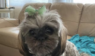 Illustration de l'article : Cette Shih-Tzu refuse de rentrer après sa promenade, sa maîtresse découvre deux chatons affamés tapis sous un buisson