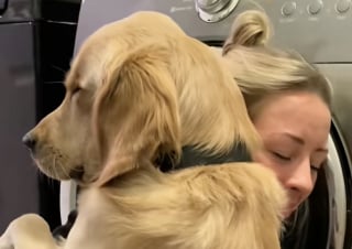 Illustration de l'article : Doué d’une extrême empathie, ce Golden Retriever sait pertinemment quand ses propriétaires ont besoin de lui (vidéo)