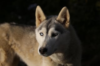 Illustration de l'article : Un Husky saute du 2e étage pour fuir la maltraitance, 3 autres chiens découverts et secourus