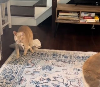 Illustration de l'article : Depuis son adoption, ce chat refuse obstinément de se séparer de sa couverture préférée associée au plus beau jour de sa vie (vidéo)