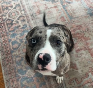 Illustration de l'article : Enfin adoptée après avoir passée plusieurs mois au refuge, cette adorable chienne ne peut s’empêcher d’exprimer sa joie extrême (vidéo)