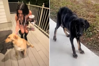 Illustration de l'article : En route pour un concert de Taylor Swift, une fan croise 2 chiens abandonnés et se bat pour les sauver (vidéo)