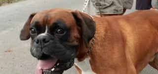 Illustration de l'article : Un boxer aboie sans relâche pour sauver ses voisins, dont 4 enfants, d'un incendie en pleine nuit