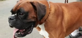 Illustration de l'article : Un boxer aboie sans relâche pour sauver ses voisins, dont 4 enfants, d'un incendie en pleine nuit