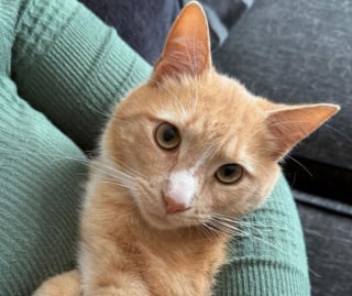 Illustration de l'article : Introuvable depuis la veille, ce chat est retrouvé avec la mâchoir brisée, les poumons affaissés, son rein déplacé mais survit contre toute attente auprès de sa famille