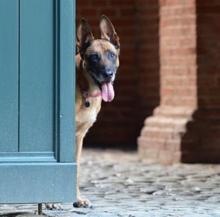 Illustration de l'article : Armé d’un couteau, il s’en prend à une adolescente en pleine rue, mais un chien policier met fin à sa fuite alors que les forces de l'ordre avaient perdu sa trace