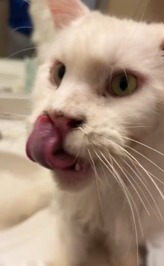 Illustration de l'article : Ce Maine Coon sauvé d'un foyer surpeuplé et à qui il manque une oreille est la preuve vivante que l'amour peut changer une vie (vidéo)