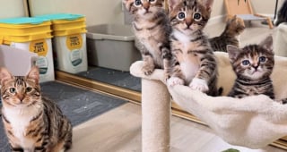 Illustration de l'article : Décidée à adopter un chaton, une famille rencontre une tribu soudée et ouvre sa porte à 4 félins adorables
