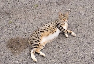 Illustration de l'article : Décidée à adopter un chaton, une famille rencontre une tribu soudée et ouvre sa porte à 4 félins adorables