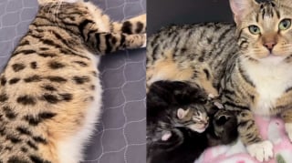 Illustration de l'article : Décidée à adopter un chaton, une famille rencontre une tribu soudée et ouvre sa porte à 4 félins adorables