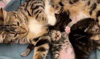 Illustration de l'article : Décidée à adopter un chaton, une famille rencontre une tribu soudée et ouvre sa porte à 4 félins adorables