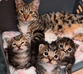 Illustration de l'article : Décidée à adopter un chaton, une famille rencontre une tribu soudée et ouvre sa porte à 4 félins adorables