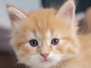Illustration de l'article : Repéré en train de traverser l’autoroute à l’heure de pointe, ce chat s’installe pour toujours chez la femme l’ayant sauvé