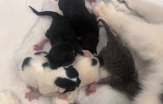 Illustration de l'article : Errante et enceinte, elle trouve enfin refuge pour mettre bas et adopte un chaton orphelin sans hésiter