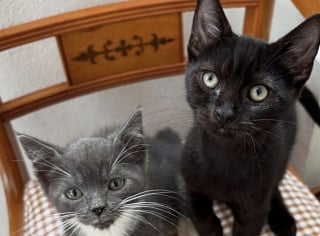 Illustration de l'article : Errante et enceinte, elle trouve enfin refuge pour mettre bas et adopte un chaton orphelin sans hésiter
