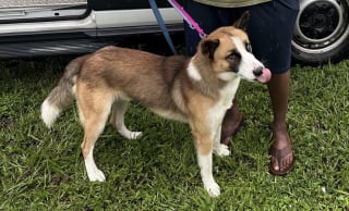 Illustration de l'article : Disparu sans laisser de trace lors de la fête des pères, un chien refait surface grâce à sa puce après un mois d'angoisse 