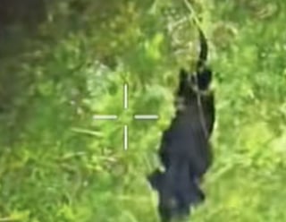 Illustration de l'article : Leur chien disparu se retrouve face à un coyote, un pilote de drone intervient pour un sauvetage spectaculaire (vidéo)