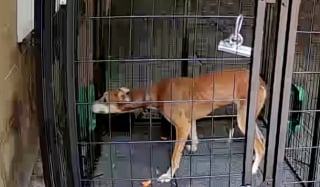 Illustration de l'article : Fuyante et insaisissable, cette chienne Lurcher a défié les sauveteurs pendant des semaines, mais un piège laser a mis fin à son errance (vidéo)