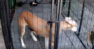 Illustration de l'article : Fuyante et insaisissable, cette chienne Lurcher a défié les sauveteurs pendant des semaines, mais un piège laser a mis fin à son errance (vidéo)