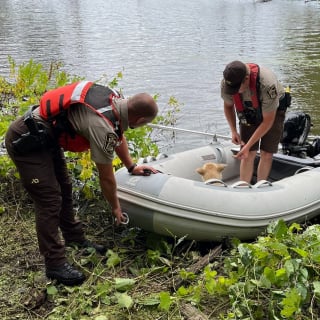Illustration de l'article : Un chien s’accroche à un tronc d’arbre flottant pour survivre dans une rivière 