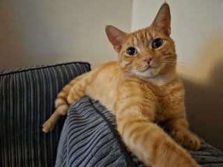 Illustration de l'article : "Nous sommes vraiment touchés par tant de gentillesse", un chat rentre chez lui avec une corde au cou, sa famille découvre l’horreur et reçoit un immense élan de soutien