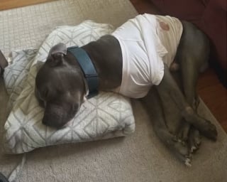 Illustration de l'article : Ce chien a frôlé le pire après avoir volé une simple brochette de poulet et subi une opération coûteuse