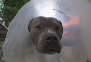 Illustration de l'article : Ce chien a frôlé le pire après avoir volé une simple brochette de poulet et subi une opération coûteuse