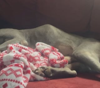 Illustration de l'article : Ce chien a frôlé le pire après avoir volé une simple brochette de poulet et subi une opération coûteuse
