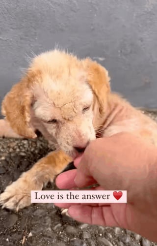 Illustration de l'article : Elle rampait sur le béton en se léchant les pattes, aujourd’hui elle court vers une vie pleine d’amour (vidéo)
