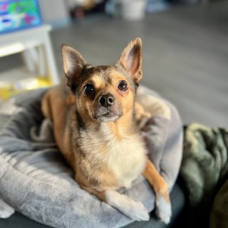 Illustration de l'article : Privé des siens après un ouragan, ce chien timide attendait dans l’ombre jusqu’à une adoption inespérée