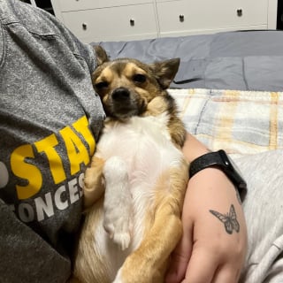 Illustration de l'article : Privé des siens après un ouragan, ce chien timide attendait dans l’ombre jusqu’à une adoption inespérée