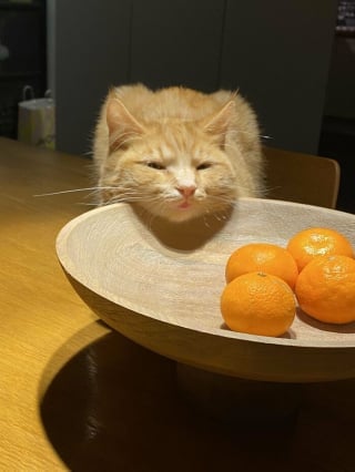 Illustration de l'article : 20 photos montrant pourquoi il est impossible de ne pas adopter un chat