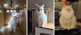 Illustration de l'article : 20 photos montrant pourquoi il est impossible de ne pas adopter un chat
