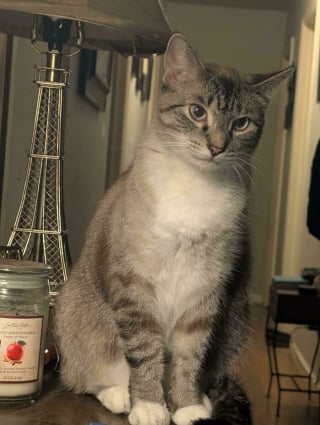 Illustration de l'article : 20 photos montrant pourquoi il est impossible de ne pas adopter un chat
