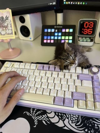 Illustration de l'article : 20 photos montrant pourquoi il est impossible de ne pas adopter un chat