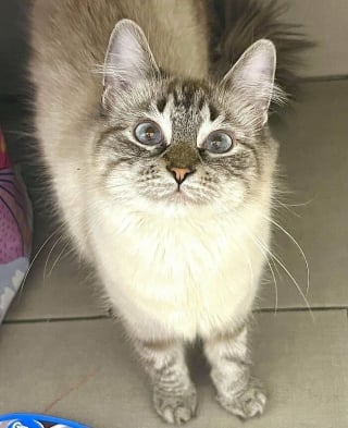 Illustration de l'article : 20 photos montrant pourquoi il est impossible de ne pas adopter un chat