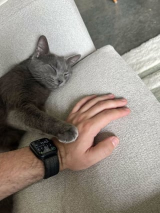 Illustration de l'article : 20 photos montrant pourquoi il est impossible de ne pas adopter un chat