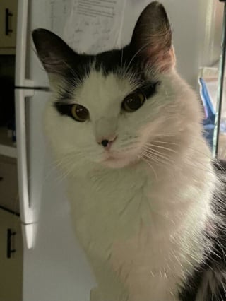 Illustration de l'article : 20 photos montrant pourquoi il est impossible de ne pas adopter un chat