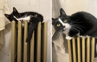 Illustration de l'article : 20 photos montrant pourquoi il est impossible de ne pas adopter un chat