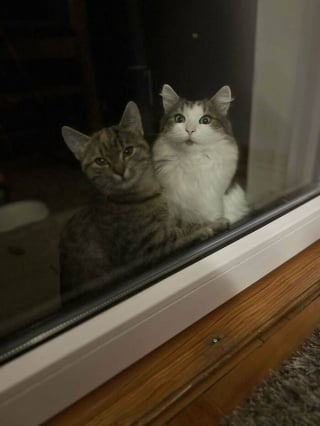Illustration de l'article : 20 photos montrant pourquoi il est impossible de ne pas adopter un chat