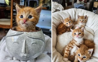 Illustration de l'article : 20 photos montrant pourquoi il est impossible de ne pas adopter un chat